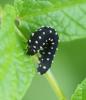 Athalia scutellariae
